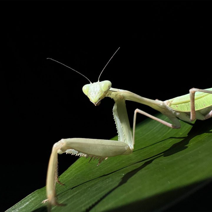 nuevos iphone 13 green y alpine 10