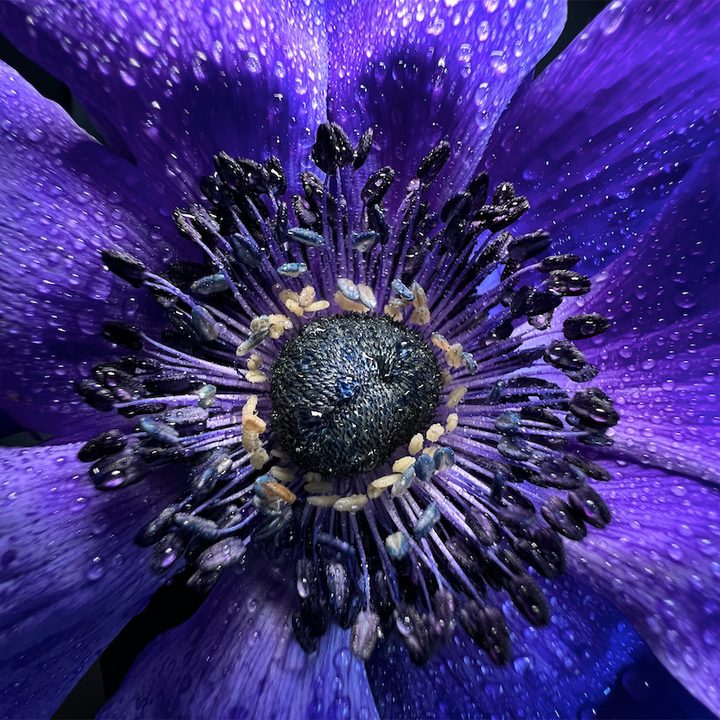 nuevos iphone 13 green y alpine 9