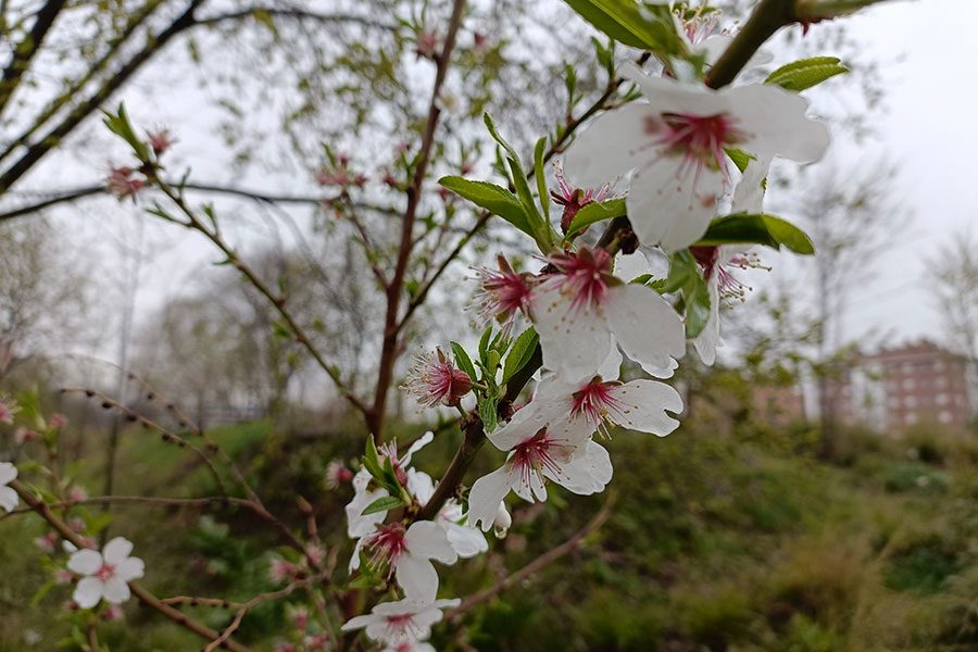 oneplus nord 2 ce analisis review caracteristicas precio oneplusnord fotos