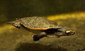 antigua tortuga transilvania sobrevivio extincion dinosaurios