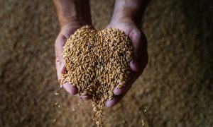 cientificos usan cascarilla arroz producir luces led