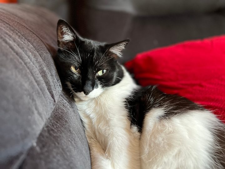 Un gato est&aacute; acostado sobre un sof&aacute;.