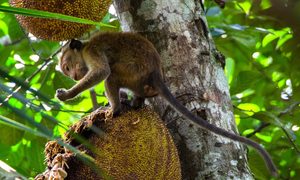 El gusto por el alcohol sería una herencia de los primates