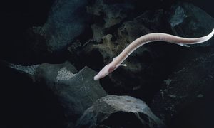 estudio explica como salamandra sobrevive oscuridad ciega