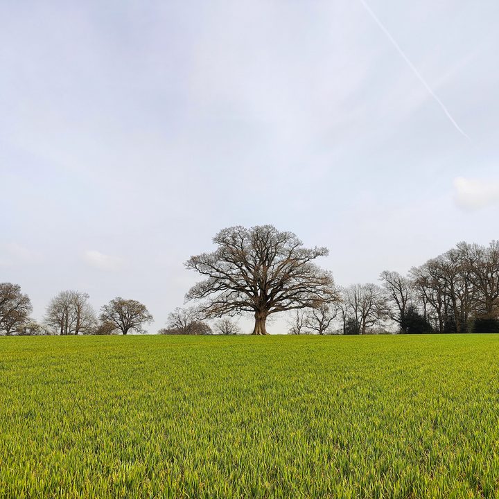 comparativa de camaras oneplus 10 pro vs iphone 13