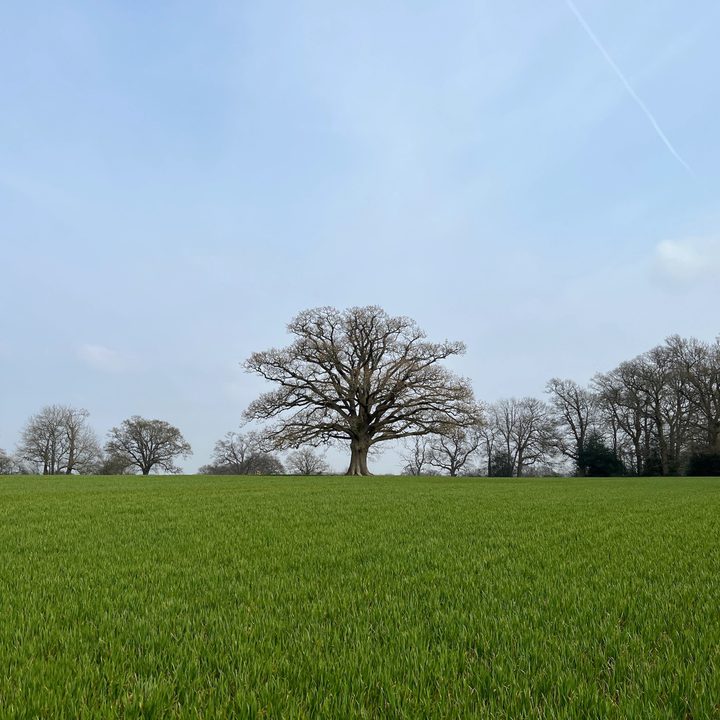 comparativa de camaras oneplus 10 pro vs iphone 13 11