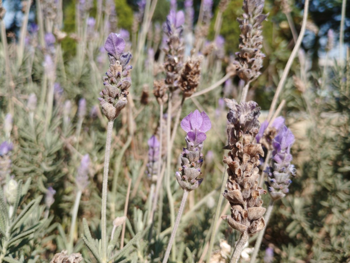 moto g52 primeras impresiones 1 foto