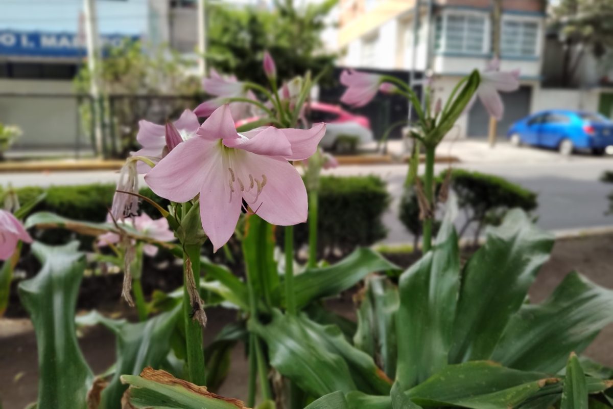 motorola edge 30 analisis revision 3 foto