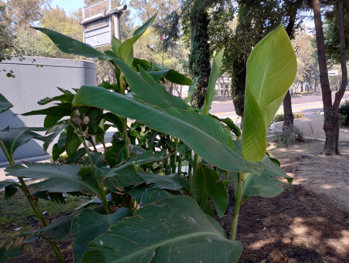 moto g52 primeras impresiones 4 foto