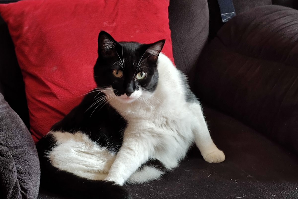 Foto gato