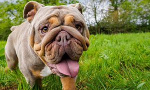 dinosaurio cara bulldog egipto