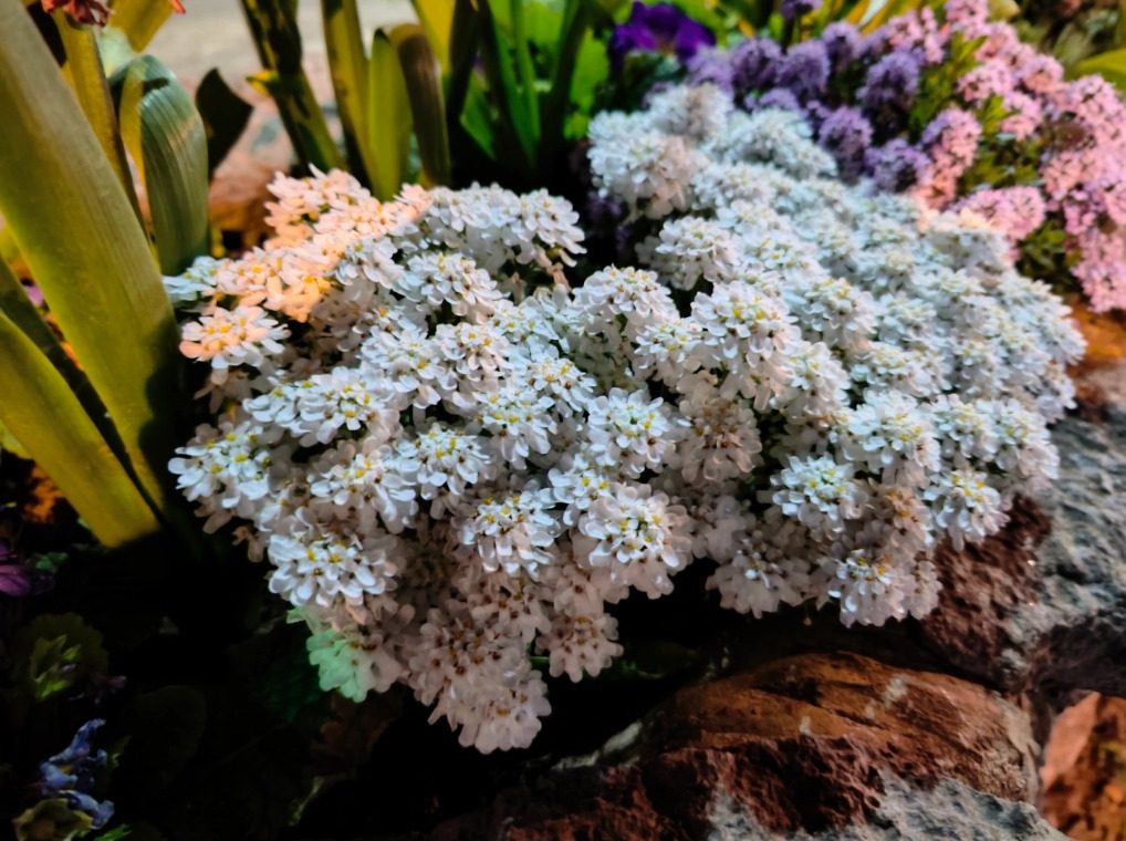 realme gt 2 pro oneplus 10 captura web 1 6 2022 114753 www digitaltrends com