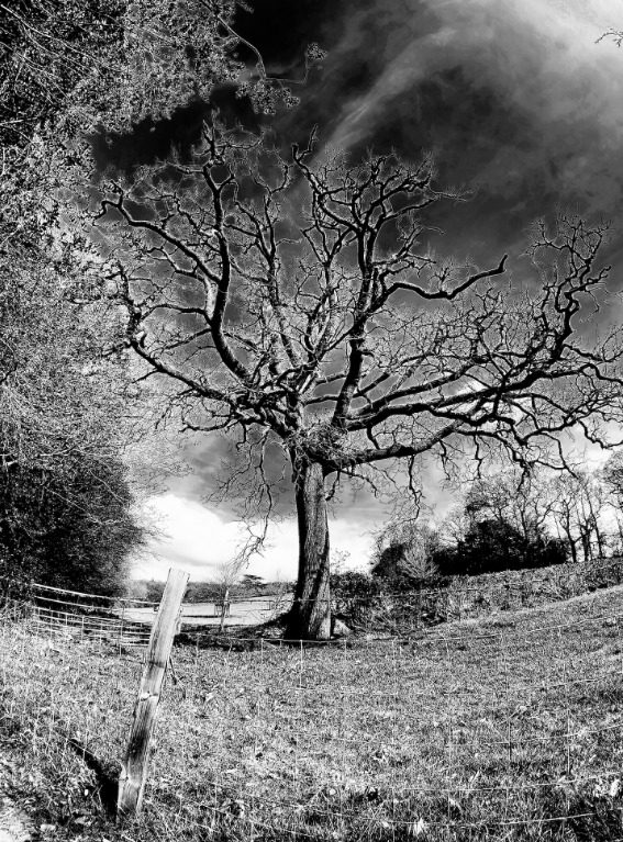 oneplus 10 pro camara 150 grados captura web 1 6 2022 1581 www digitaltrends com