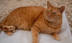 stray gatos reales inspiraron heroe felino murtaugh