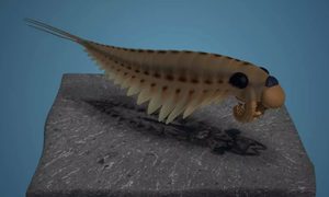 depredador marino cambrico tres ojos stanleycaris hirpex