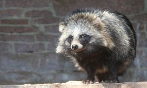 perro mapache culpable contagio humano animal covid 19 der marderhund tanuki oder enok seltener auch obstfuchs nyctereutes pr