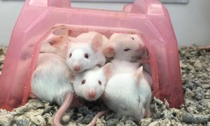 crean ratones clonados celulas piel liofilizadas mice with toy in tank