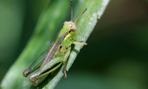 hackean langostas olfatear cancer two striped grasshopper