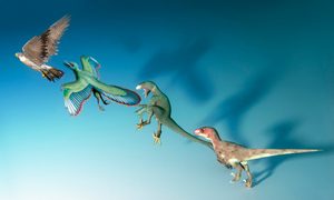 pajaros pelvis dinosaurio embrion evolution of birds  illustration
