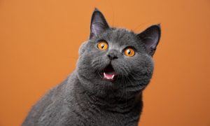 gatos polonia especies exoticas invasoras funny british shorthair cat portrait looking shocked or surprised