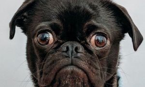 Perro