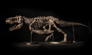 armaron tiranosuario rex con huesos falsos t