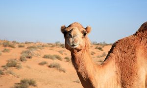 mers virus infeccioso mundial qatar 2022 saj shafique de7zqg3j3fi unsplash