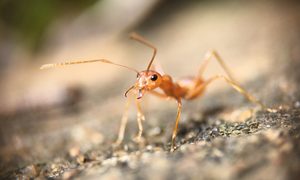 robots inspirados hormigas para escapar carcel dhanush satyan qewthh60kx8 unsplash
