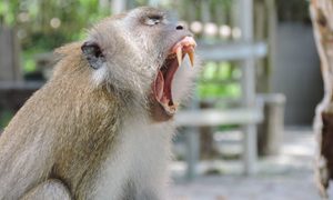 macaco cangrejero prueba hibernacion humana espacio