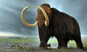 Mamut Lanudo
