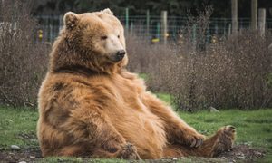 roca de marte con cara oso mark basarab y421kxluoqk unsplash