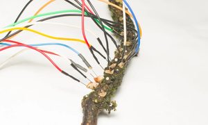 computadoras hongos laboratorio reino unido