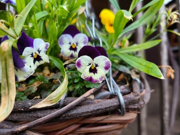 oppo find n2 flip vs samsung z fold 4 main flower