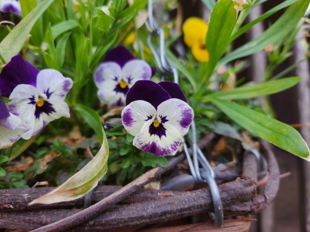 oppo find n2 flip vs samsung z fold 4 main flower