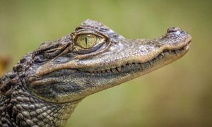 robot lagarto explorador marte gaetano cessati yox8zmto7hk unsplash