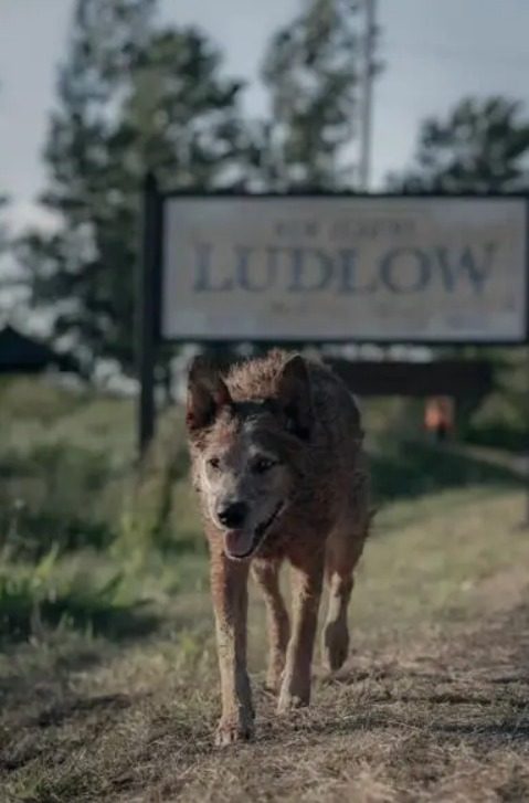 pet sematary precuela captura web 18 7 2023 135227 www latercera com