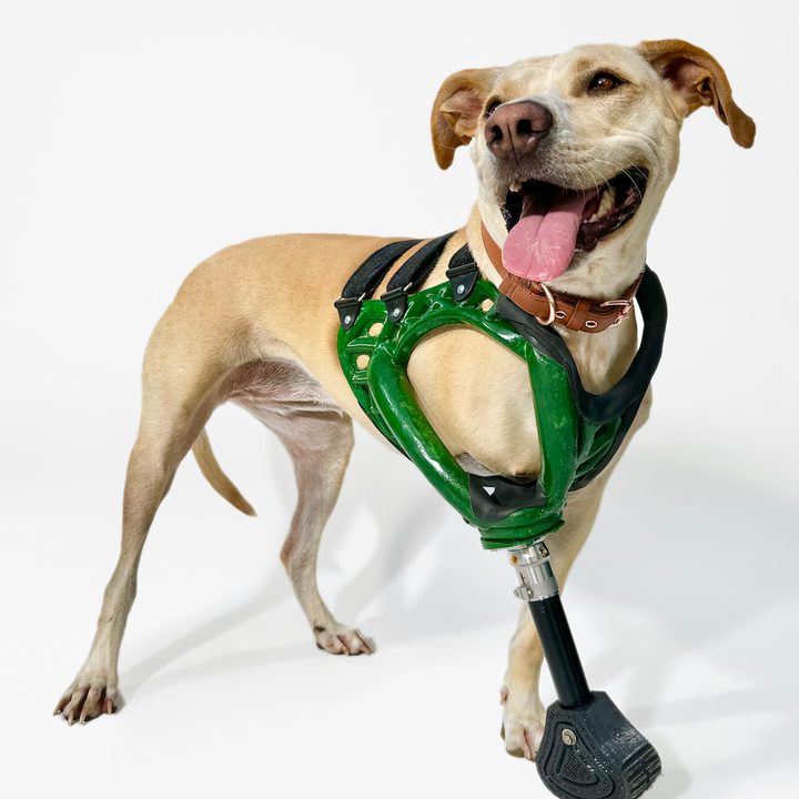 iphone crear protesis perros cleo shot on 14 pro max by leeor wild