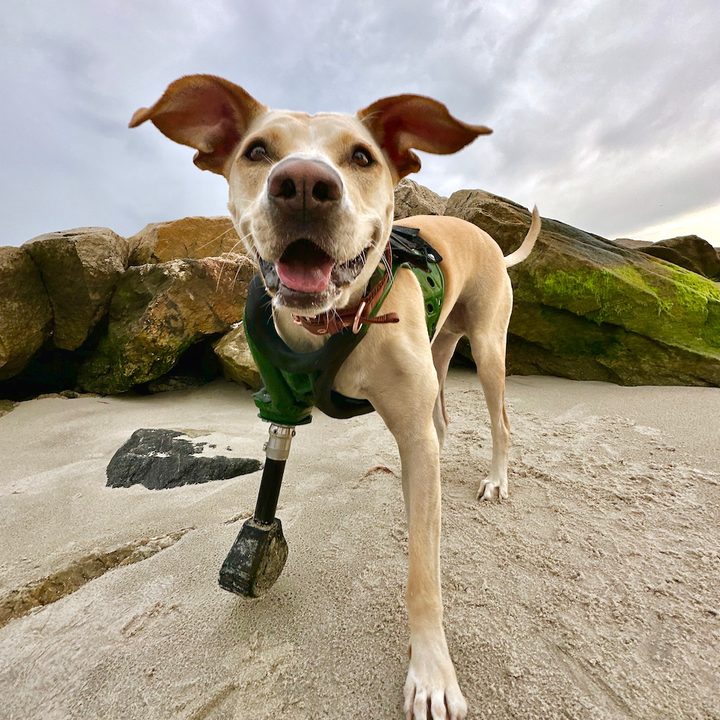 iphone crear protesis perros cleo shot on 14 pro max by leeor wild 2