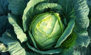 lista de los mejores superalimentos dan cristian padure 4jhcwfx3 g4 unsplash