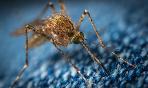 mosquitos dejarlos sordos ekamelev szijgg4peu0 unsplash