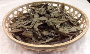 planta tropical china anti obesidad pr kojima kanku01