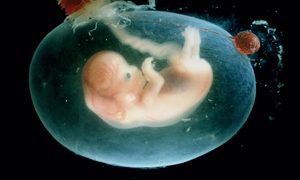 cientificos cultivan modelo embrion humano desde cero embrion1