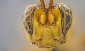 avispa amazonas peru gigante
