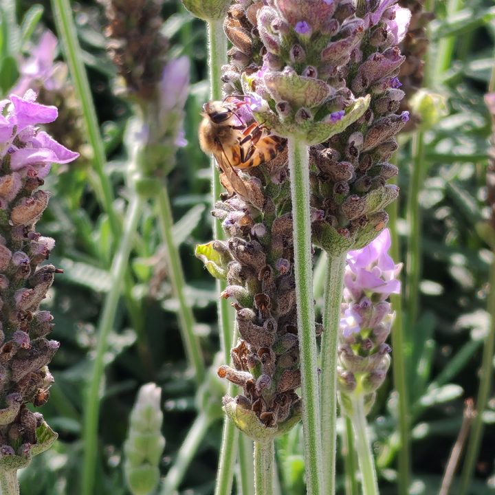 honor 200 review vale la pena foto 3