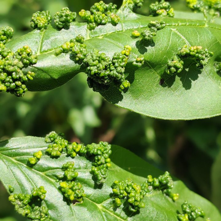 honor 200 vs iphone 14 pro cual es mejor macro honor200