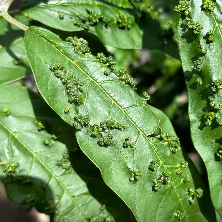 honor 200 vs iphone 14 pro cual es mejor macro iphone14pro