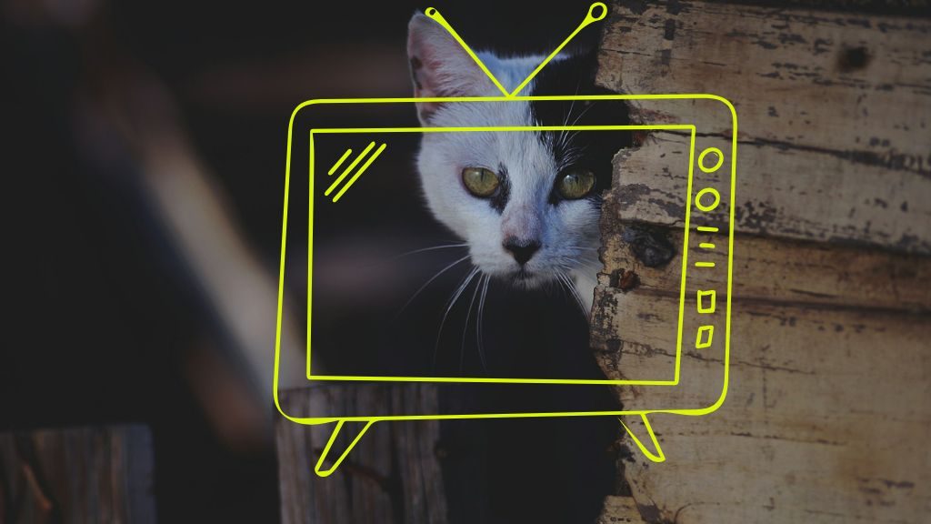 tv podria espiarte gato espia