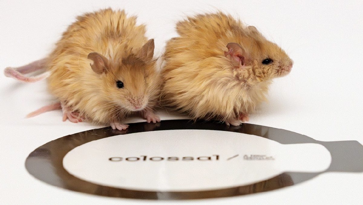 Colossal- Ratón Lanudo