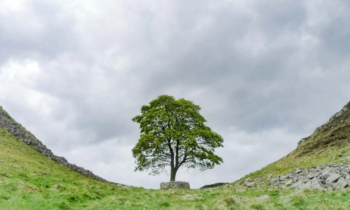 Árbol película Robin Hood