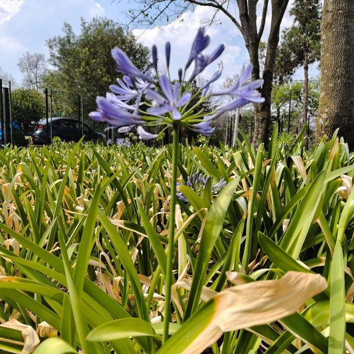 Foto tomada con el realme GT 7.